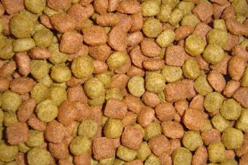 best dog food on a budget canada