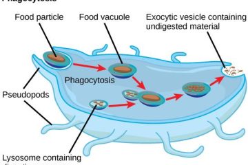 food vacuole