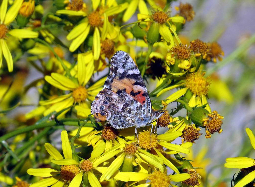 Unraveling​ the Complexity of Interdependent Species: Food Web Demonstrations