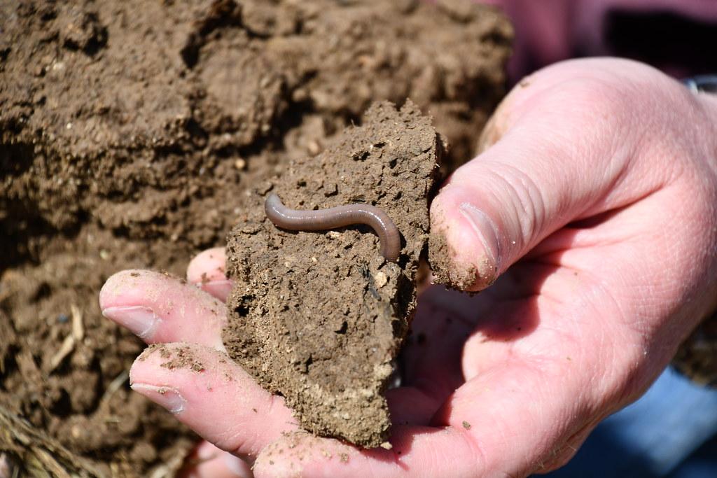 Optimizing Soil Health for Productive Harvests