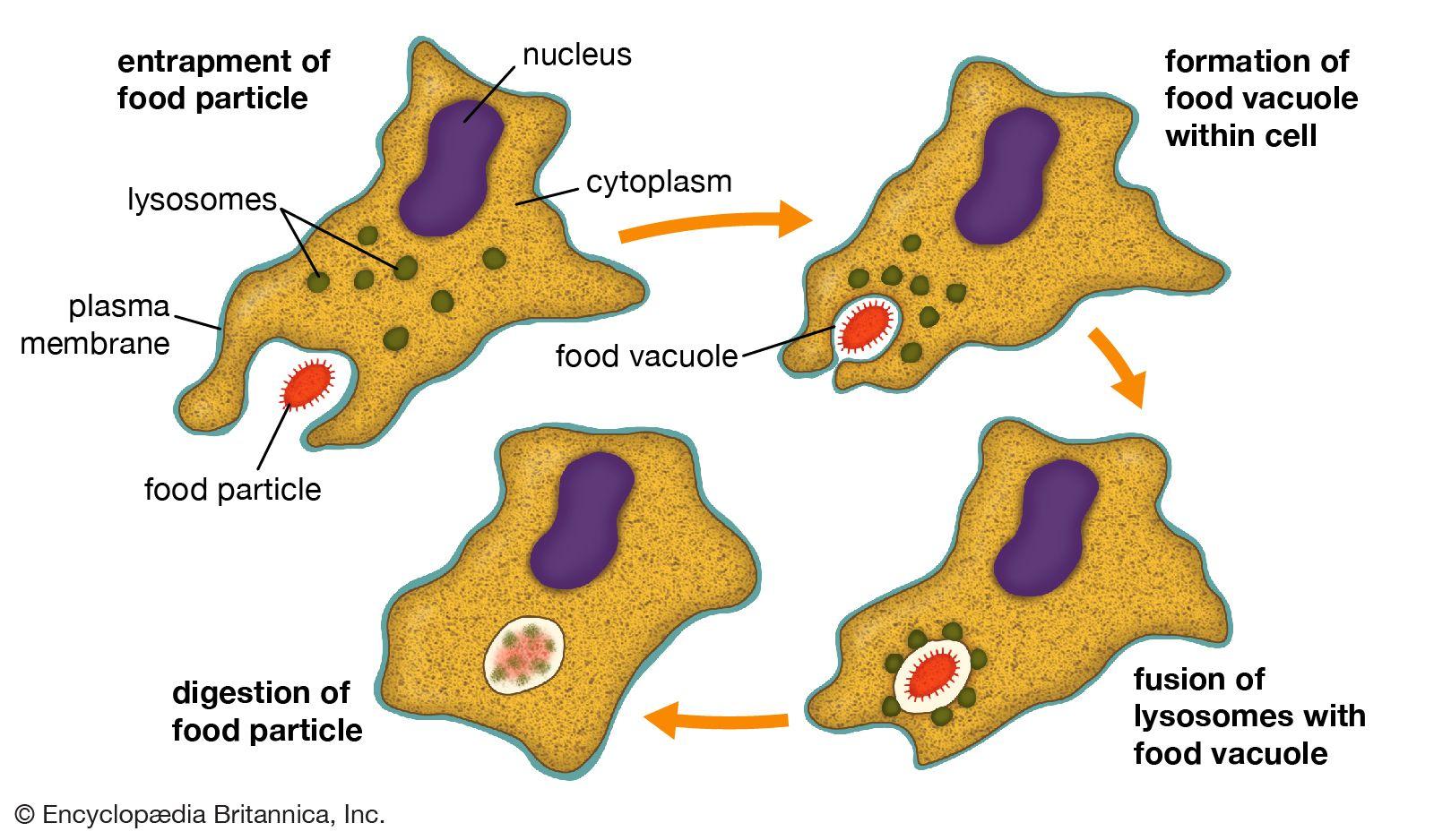 Comparing ‍Food Vacuole Activity in Different Organisms