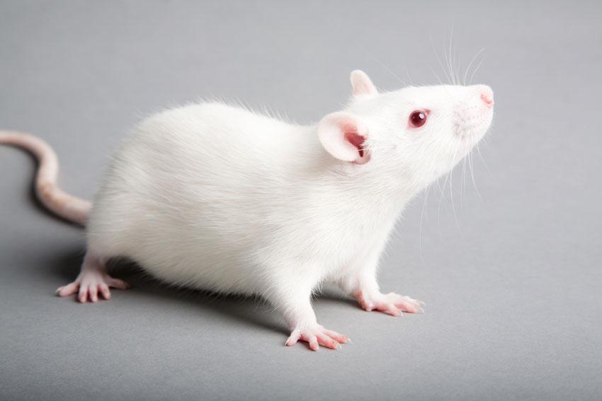 Common Mistakes to Avoid When Feeding Your Pet Rat