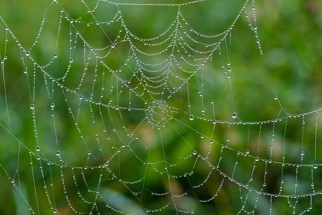 Key Components of Food Webs and Their Interconnections